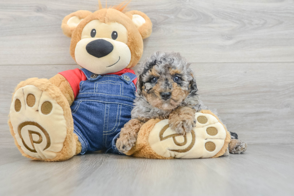 Best Poodle Baby
