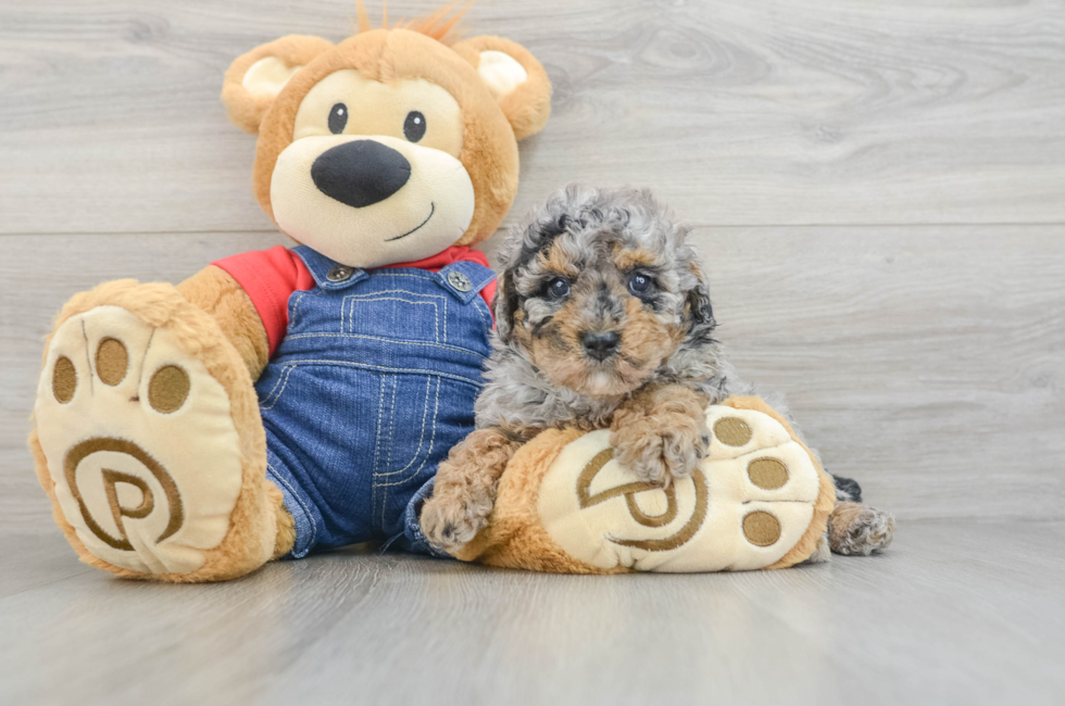 5 week old Poodle Puppy For Sale - Simply Southern Pups