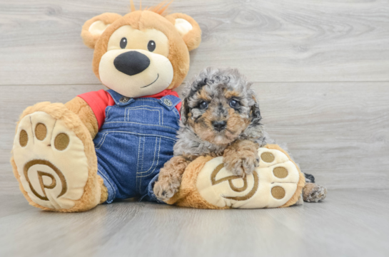 Best Poodle Baby