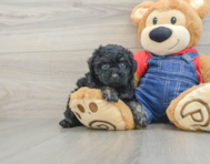 7 week old Poodle Puppy For Sale - Simply Southern Pups