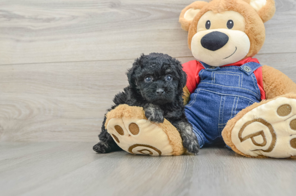 5 week old Poodle Puppy For Sale - Simply Southern Pups
