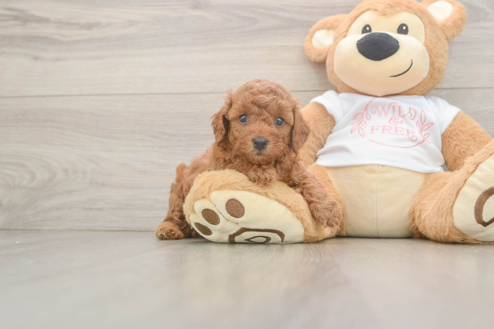 Playful Poodle Baby