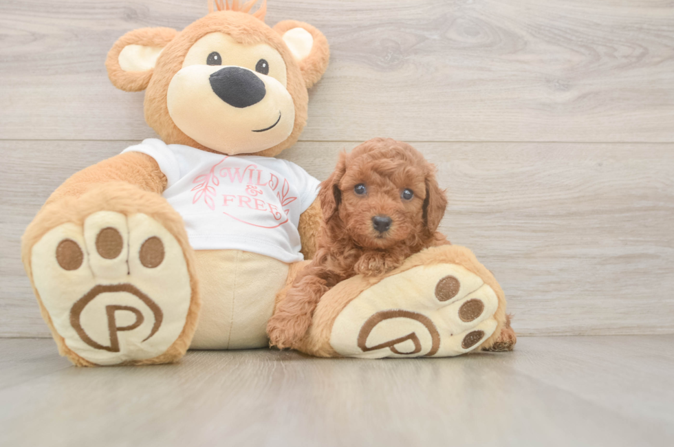 5 week old Poodle Puppy For Sale - Simply Southern Pups