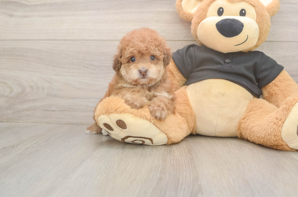 6 week old Poodle Puppy For Sale - Simply Southern Pups