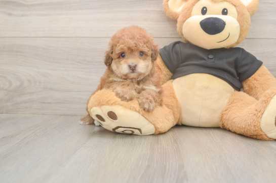 6 week old Poodle Puppy For Sale - Simply Southern Pups Funny Poodle Purebred Pup