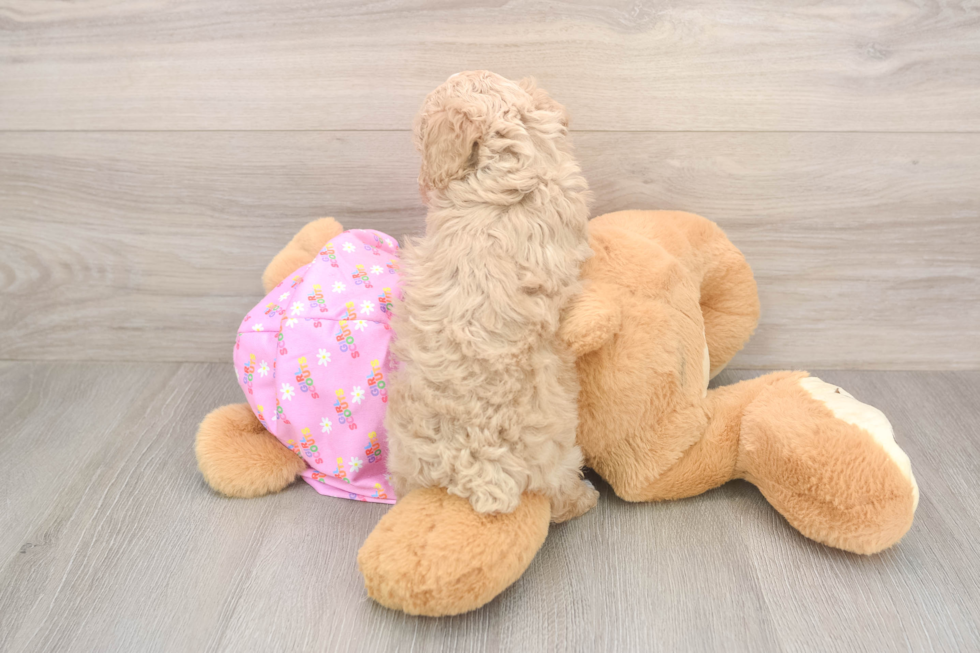 Poodle Puppy for Adoption