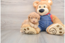 Small Poodle Purebred Pup