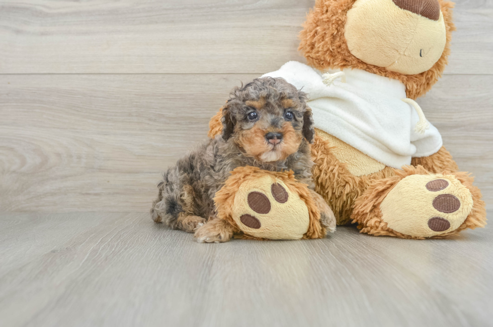 6 week old Poodle Puppy For Sale - Simply Southern Pups