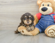 7 week old Poodle Puppy For Sale - Simply Southern Pups