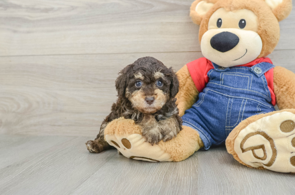 5 week old Poodle Puppy For Sale - Simply Southern Pups