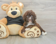 6 week old Poodle Puppy For Sale - Simply Southern Pups