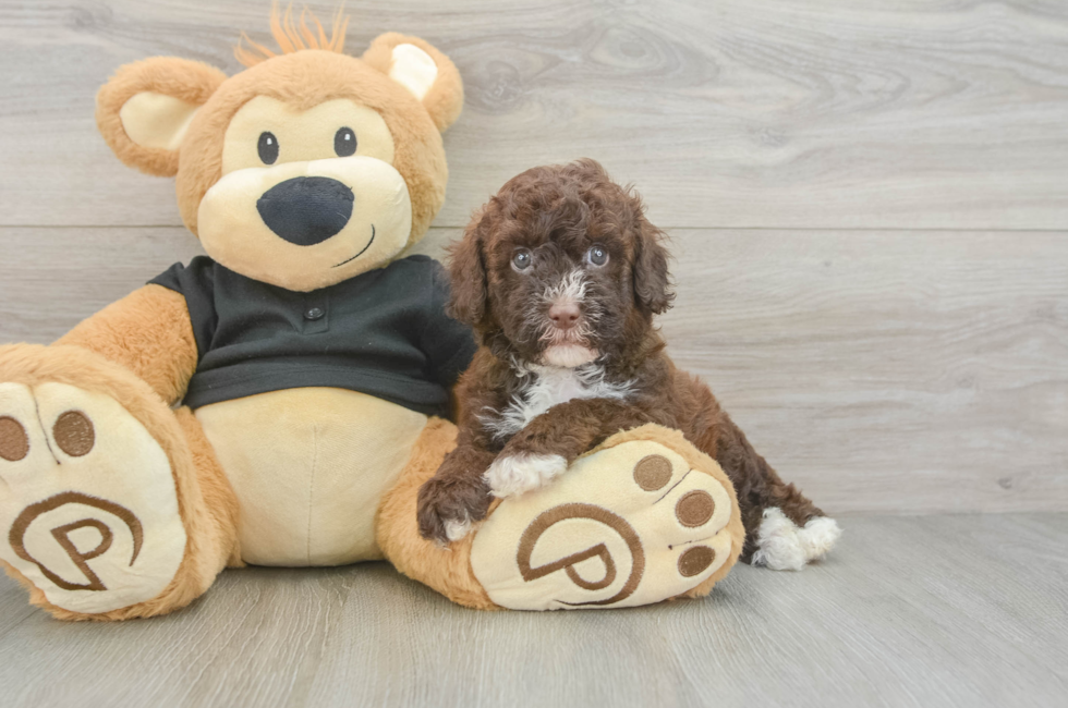 5 week old Poodle Puppy For Sale - Simply Southern Pups