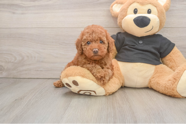 Energetic Pudle Purebred Puppy