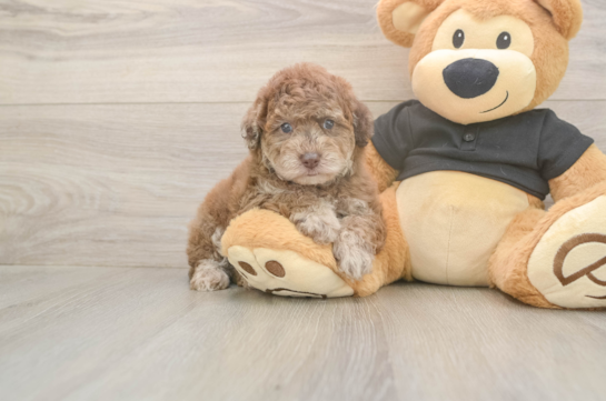 6 week old Poodle Puppy For Sale - Simply Southern Pups Small Poodle Purebred Pup
