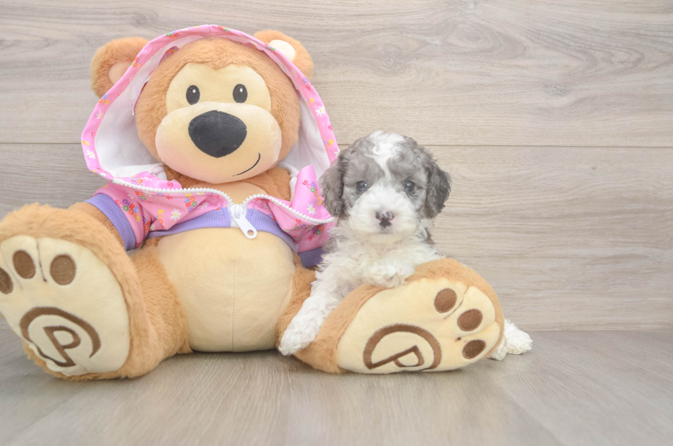 5 week old Poodle Puppy For Sale - Simply Southern Pups