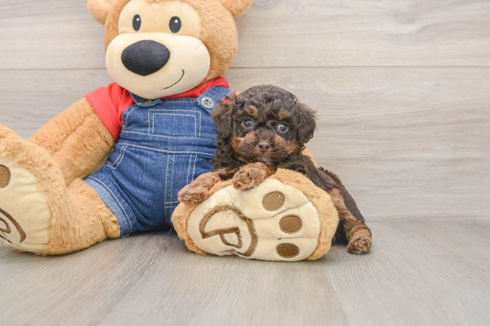 Playful Poodle Baby