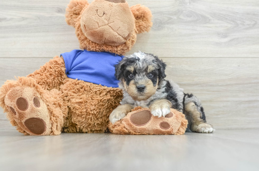 9 week old Poodle Puppy For Sale - Simply Southern Pups