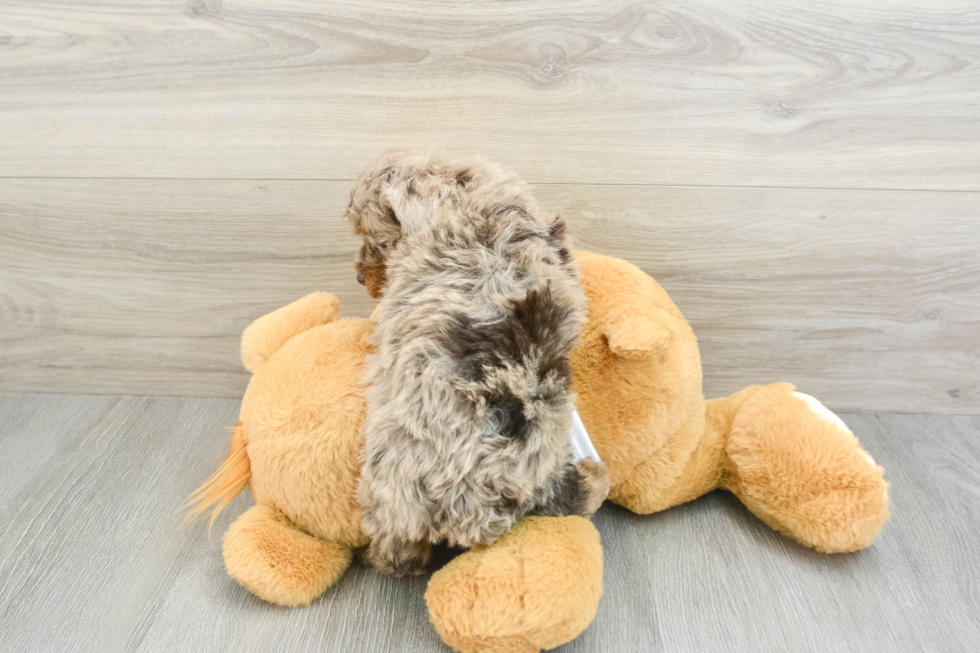 Poodle Pup Being Cute