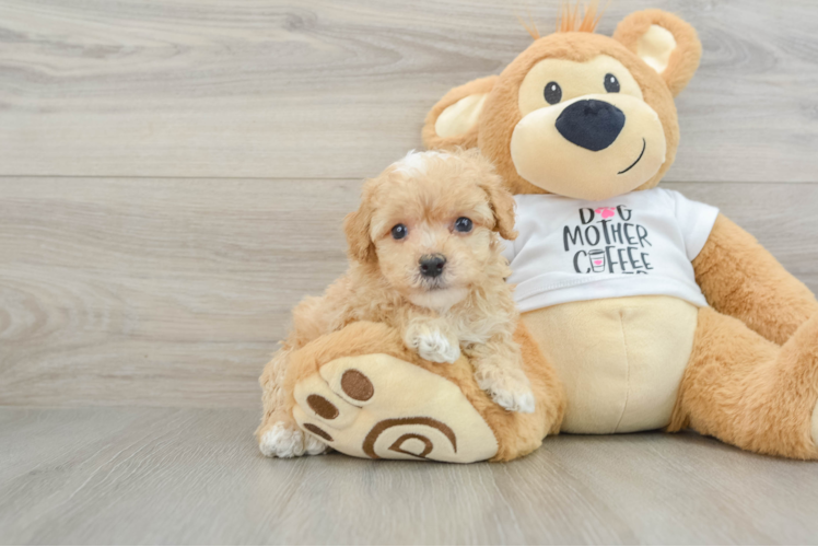 Funny Poodle Baby