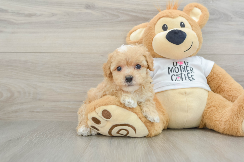 Funny Poodle Baby