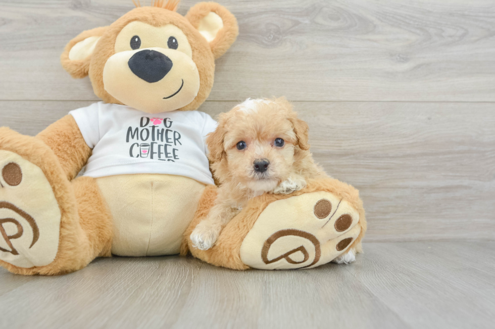 Best Poodle Baby