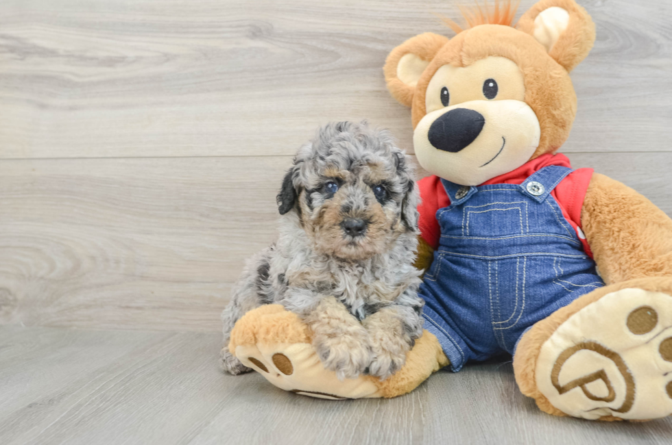 5 week old Poodle Puppy For Sale - Simply Southern Pups