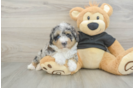 Poodle Puppy for Adoption