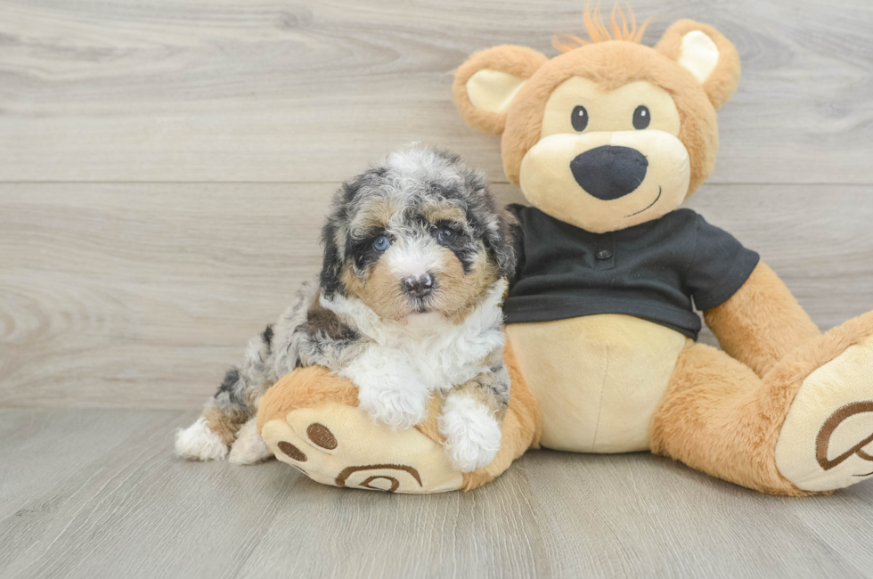 5 week old Poodle Puppy For Sale - Simply Southern Pups