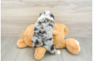 Poodle Puppy for Adoption