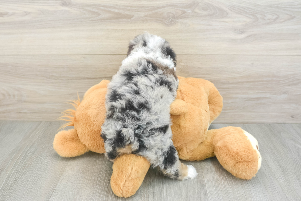 Poodle Puppy for Adoption