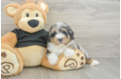 Poodle Pup Being Cute