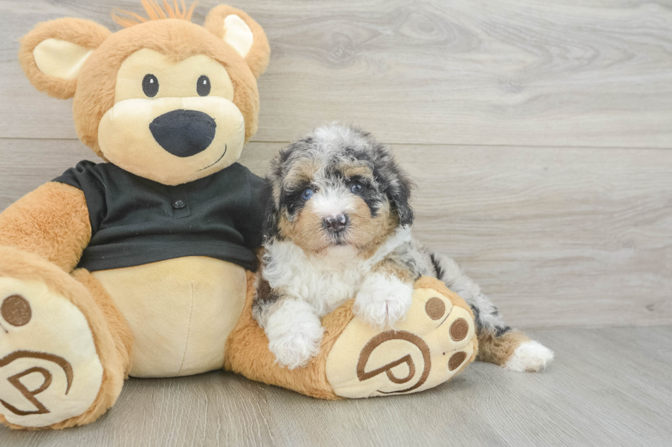 Poodle Pup Being Cute