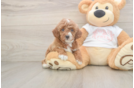 Funny Poodle Baby
