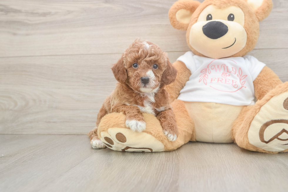 Funny Poodle Baby