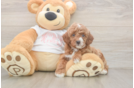 Fluffy Toy Poodle Purebred Puppy