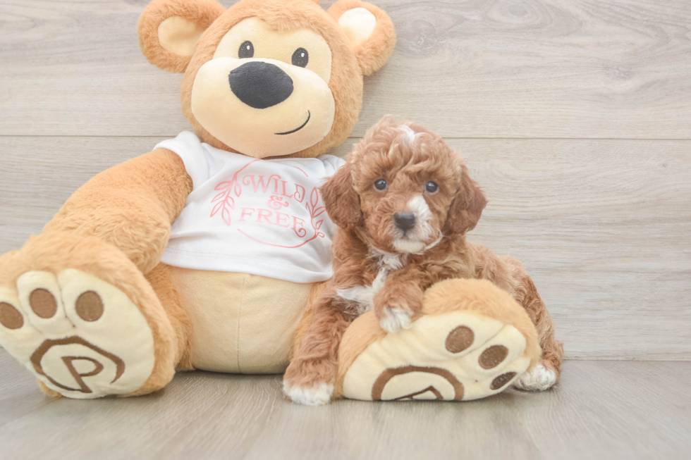 Fluffy Toy Poodle Purebred Puppy