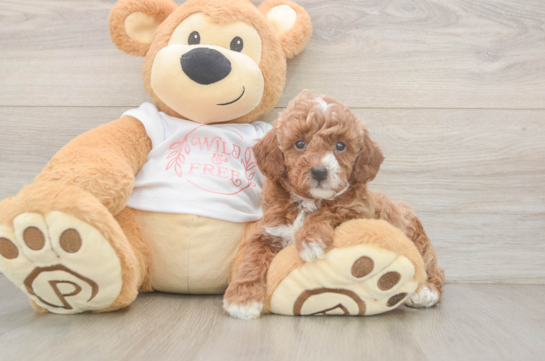 Fluffy Toy Poodle Purebred Puppy
