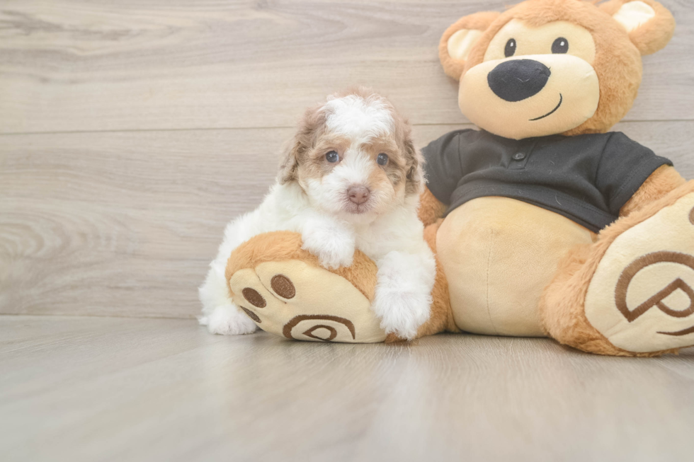 Meet Champ - our Poodle Puppy Photo  2/3 - Simply Southern Pups Akc Registered Poodle Purebred Pup
