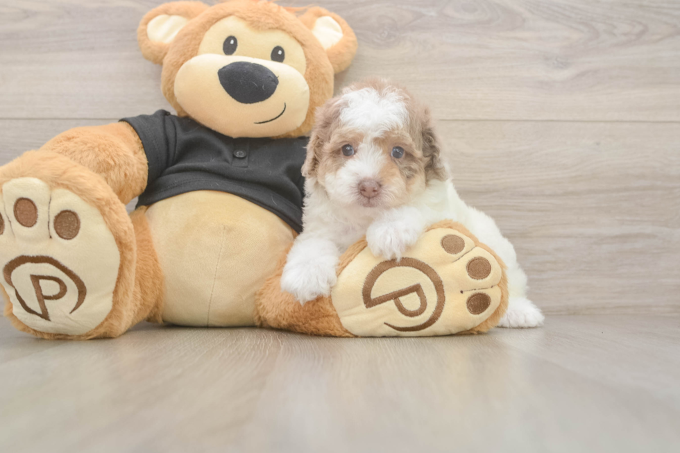 Meet Champ - our Poodle Puppy Photo  1/3 - Simply Southern Pups Little Poodle Baby