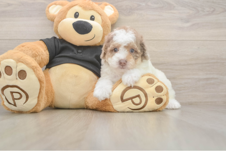 Meet Champ - our Poodle Puppy Photo  1/3 - Simply Southern Pups Little Poodle Baby