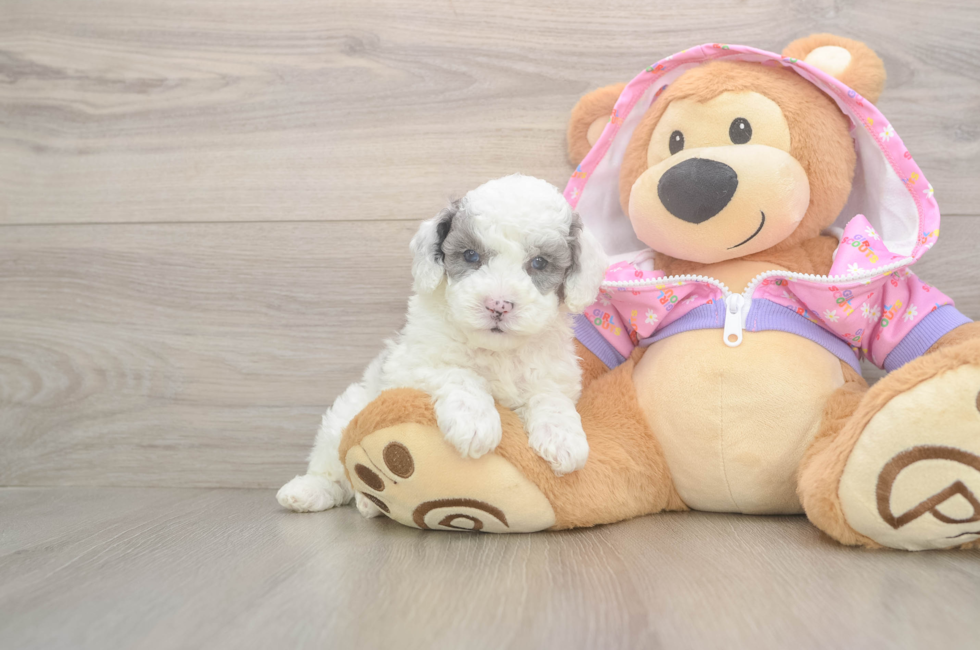 5 week old Poodle Puppy For Sale - Simply Southern Pups