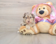 5 week old Poodle Puppy For Sale - Simply Southern Pups