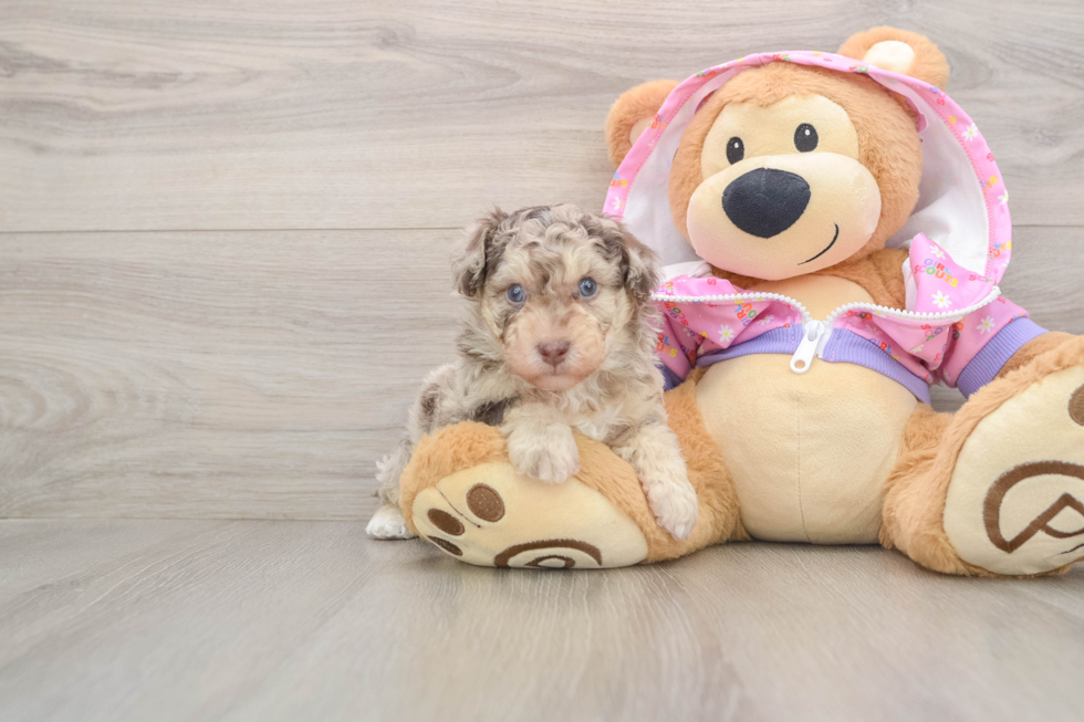 Poodle Puppy for Adoption