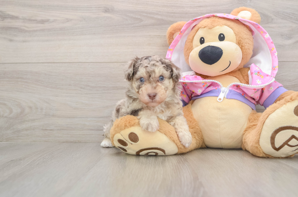 5 week old Poodle Puppy For Sale - Simply Southern Pups