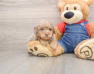 7 week old Poodle Puppy For Sale - Simply Southern Pups