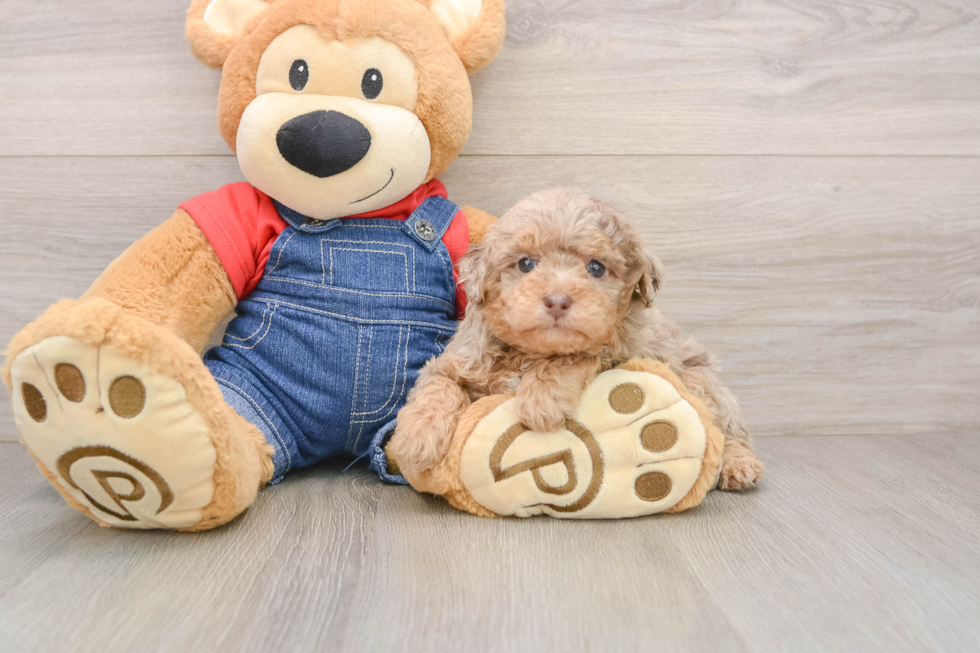 Small Poodle Baby