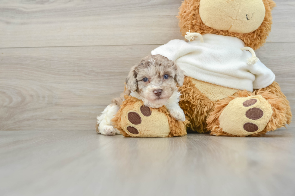 8 week old Poodle Puppy For Sale - Simply Southern Pups