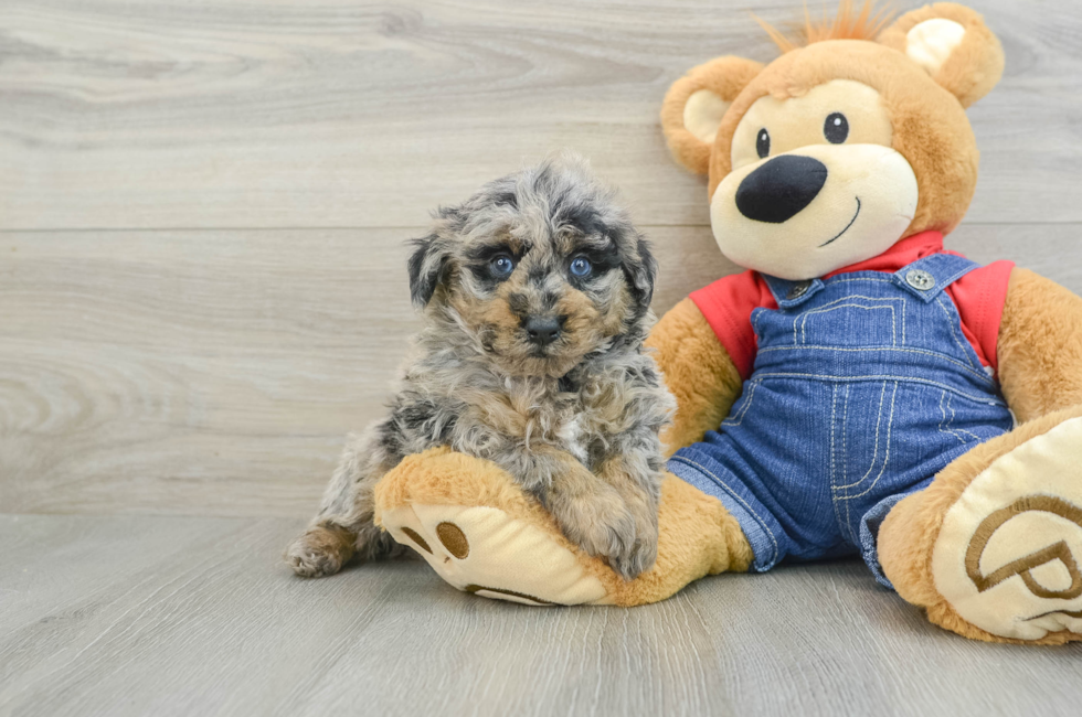 6 week old Poodle Puppy For Sale - Simply Southern Pups