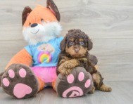 7 week old Poodle Puppy For Sale - Simply Southern Pups