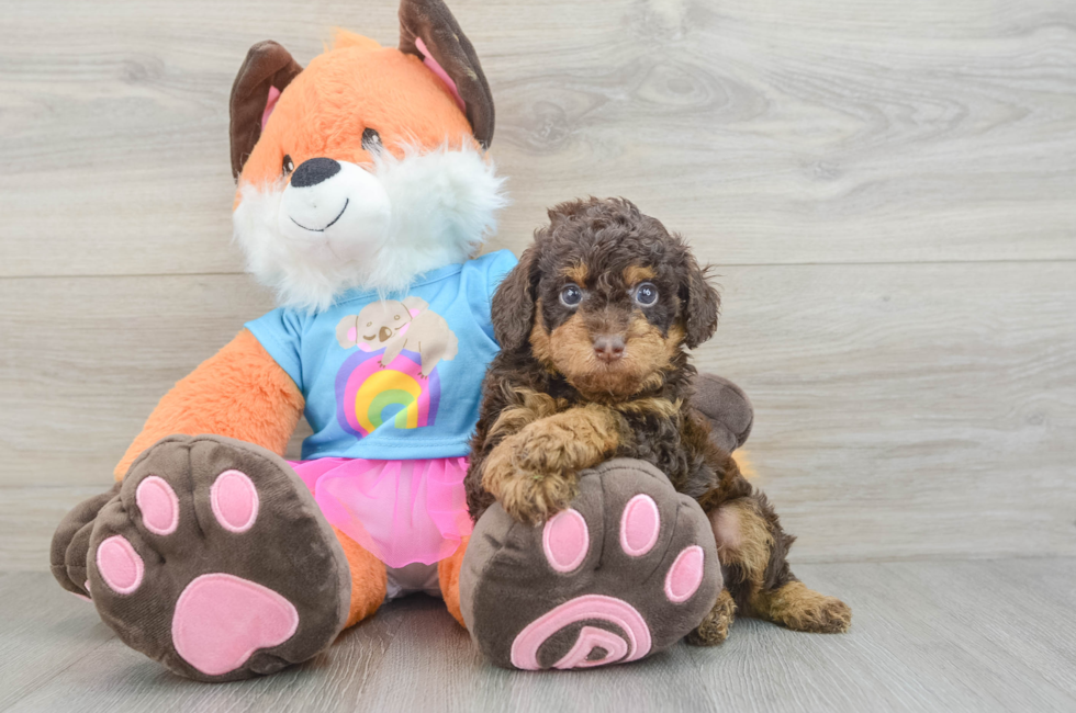 5 week old Poodle Puppy For Sale - Simply Southern Pups